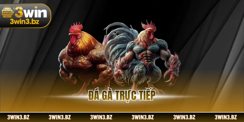 Đá Gà Trực Tiếp - Trải Nghiệm Trận Đấu Gà Đá Kịch Tính