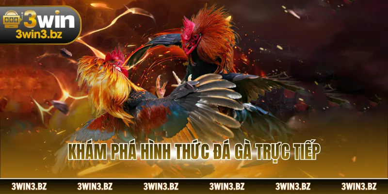 Khám phá hình thức đá gà trực tiếp
