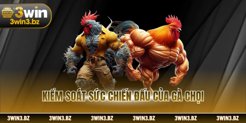 Kiểm soát sức chiến đấu của gà chọi
