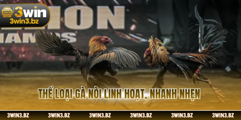 Thể loại gà nòi linh hoạt, nhanh nhẹn