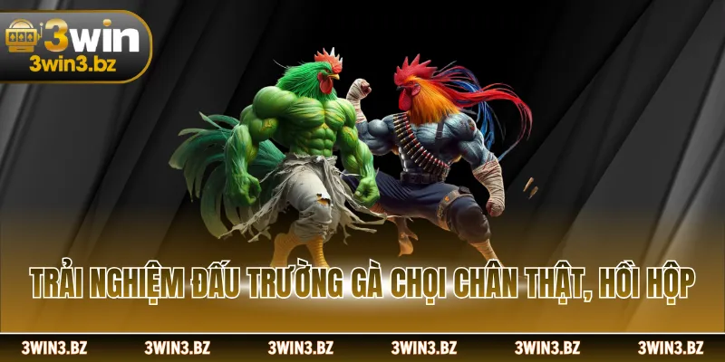 Trải nghiệm đấu trường gà chọi chân thật, hồi hộp